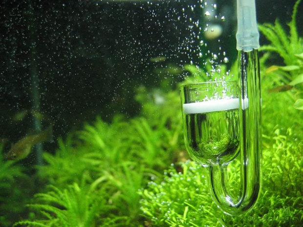 CO2 в аквариуме CO2 в аквариуме