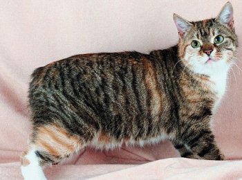 Кошка с острова Мэн: знакомимся с бесхвостой кошкой