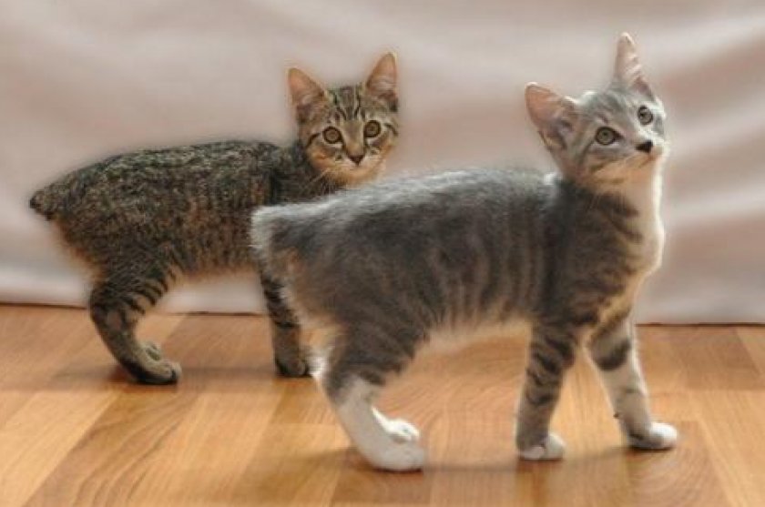 Manx Kittens For Sale San Diego