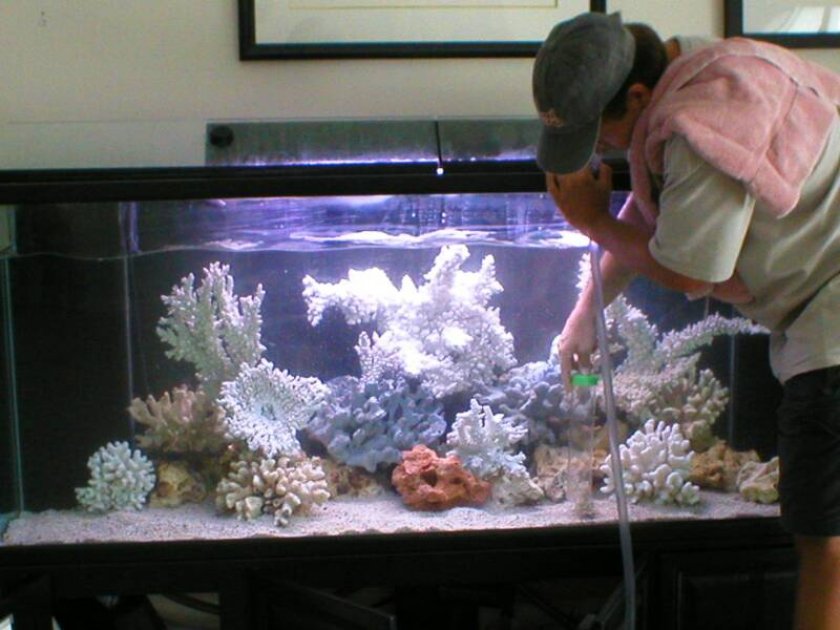 Использование сифона для уборки аквариума