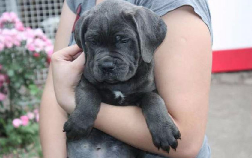 Кане корсо щенок