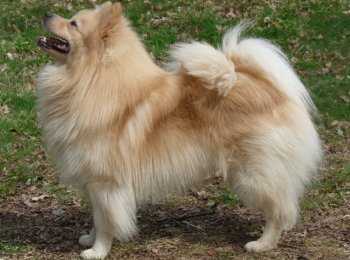 Немецкий шпиц (цвергшпиц)