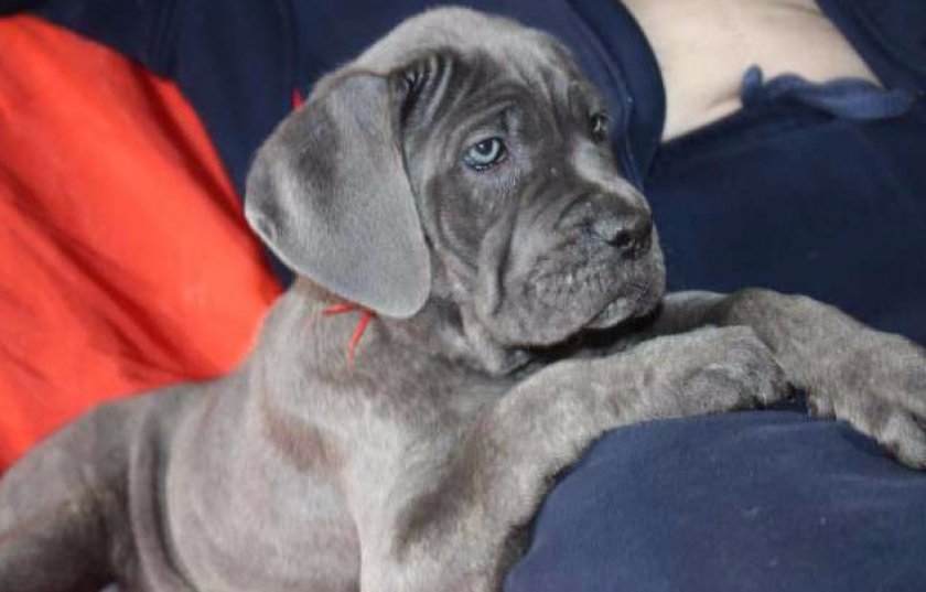 Щенок Кане корсо