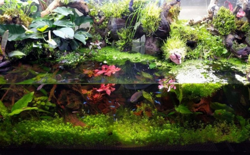 палюдариум