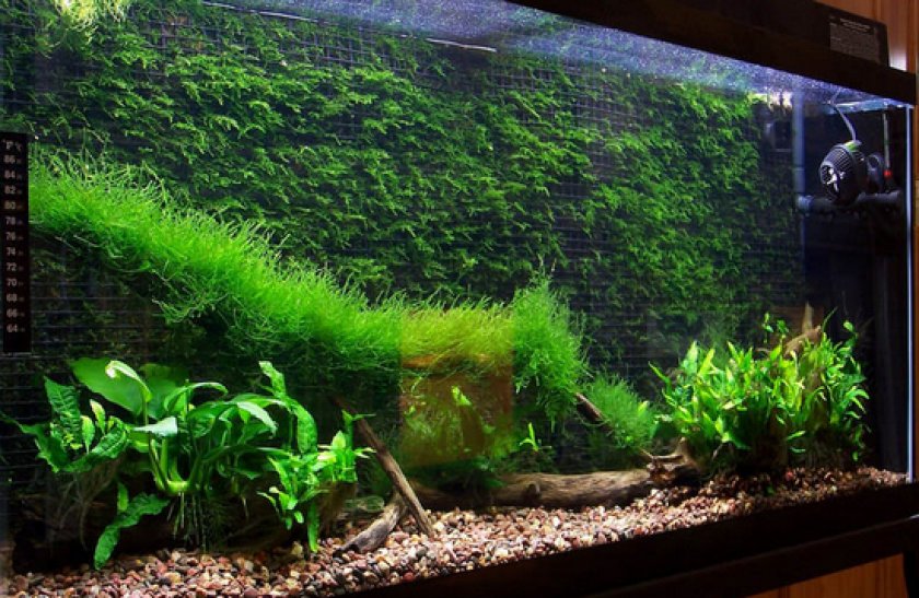 палюдариум