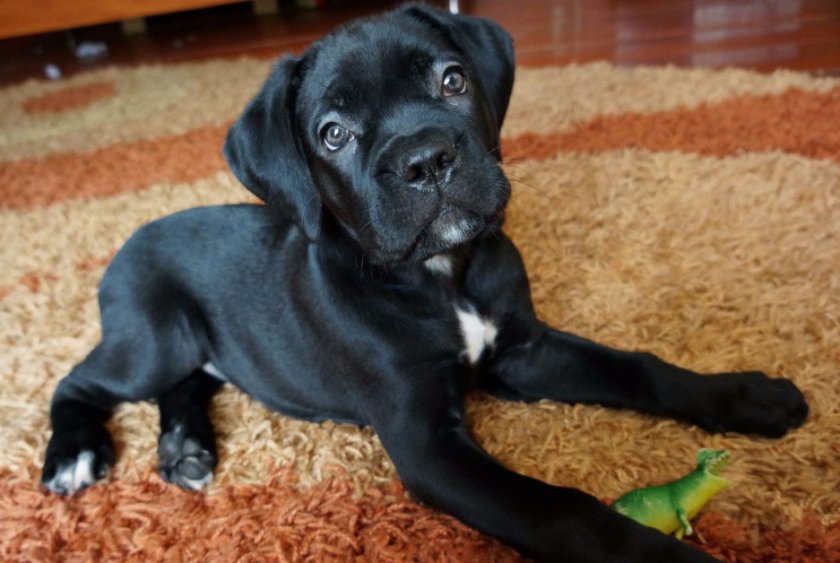 Щенок кане корсо