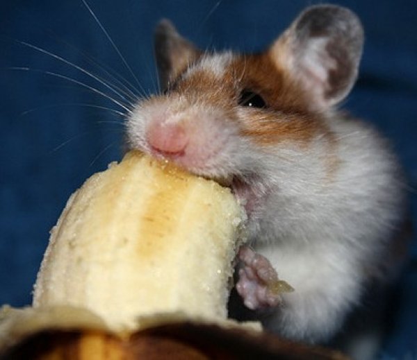 Джунгарским хомякам банан. Хомяк и банан. Хомяк ест банан. Мышка и банан. Мышонок ест банан.