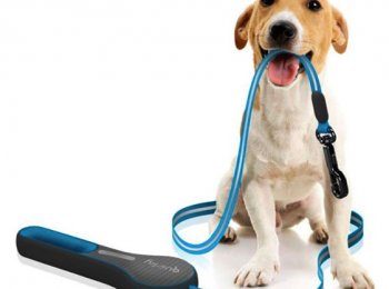 Как выбрать поводок-рулетку для собак, виды рулеток