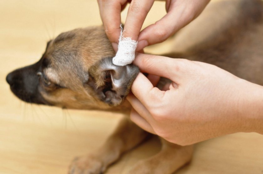 Обработка от паразитов