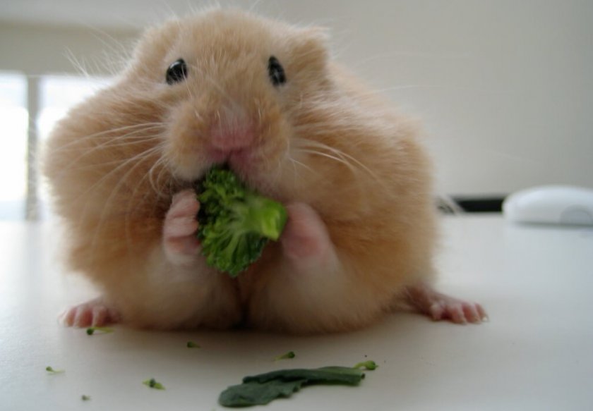 Хомячок ест капусту