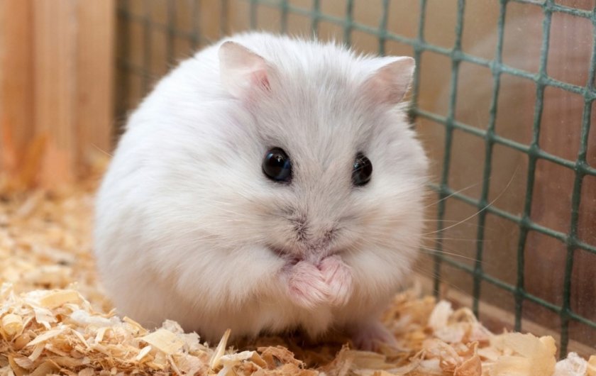 Джунгарский хомяк