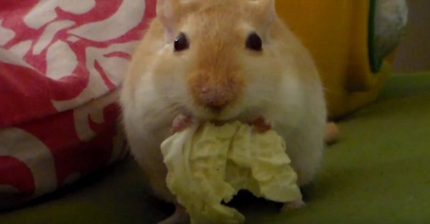 Хомячок ест капусту