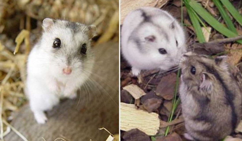 Сибирские хомячки