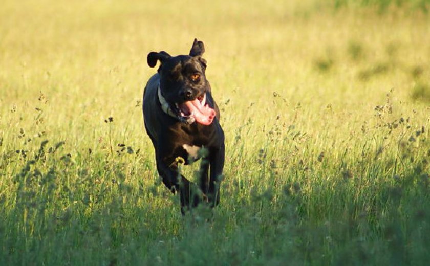 Кане корсо на прогулке