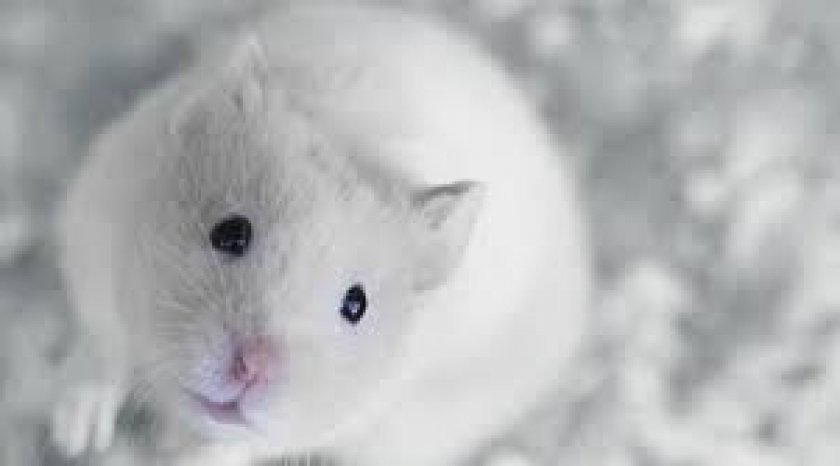 Сибирский хомяк