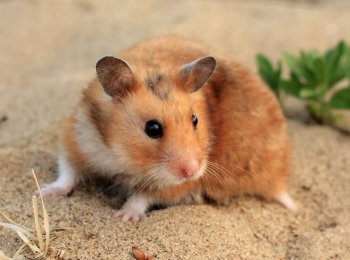 Как узнать пол хомяка