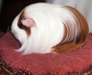 Морская свинка шелти