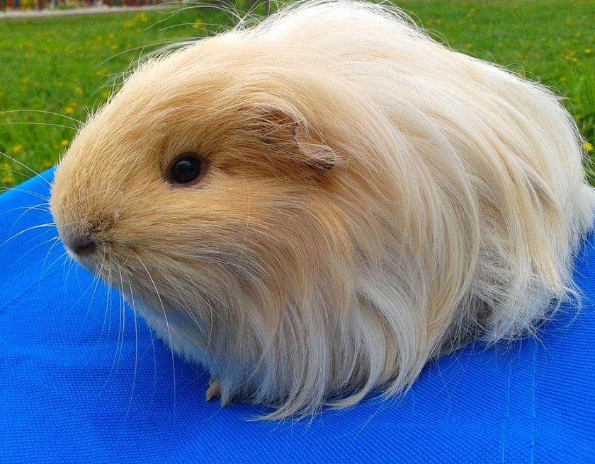 Морская свинка шелти