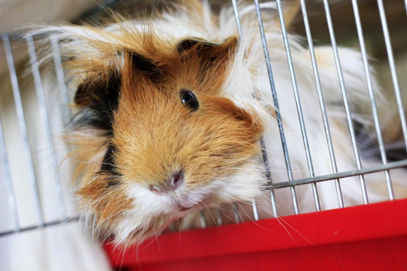 Морская свинка шелти в клетке