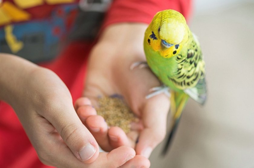 Питание волнистых попугаев