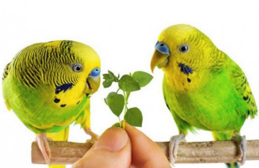 Питание попугаев