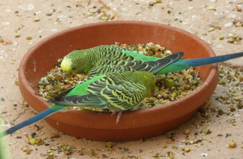 Попугаи кушают кашу