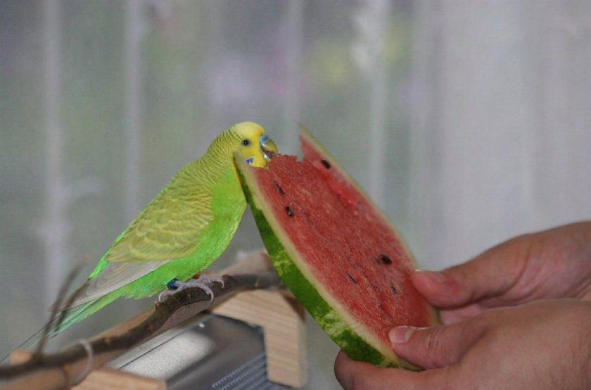 Питание попугая