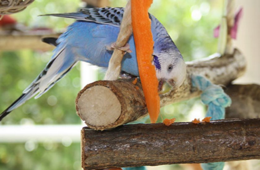 Волнистый попугай кушает морковь