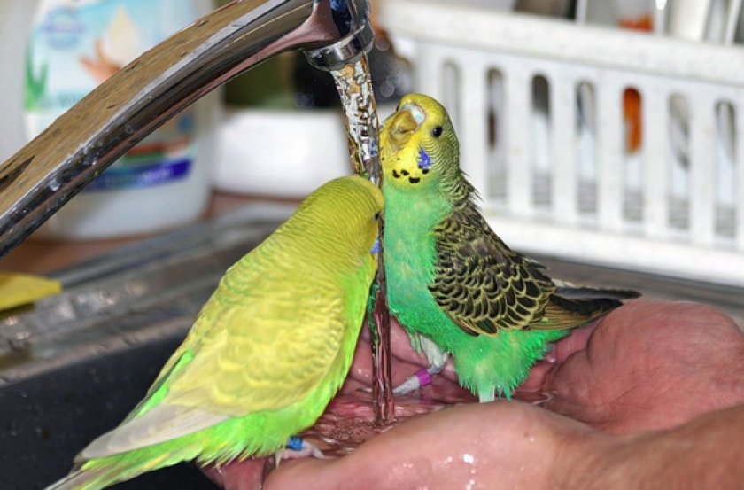 Волнистые попугаи пьют воду