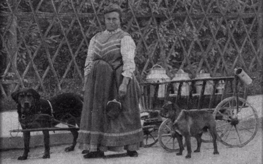 Историческое фото ротвейлеров