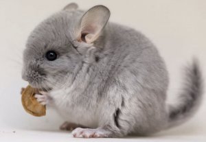 Шиншилла кушает