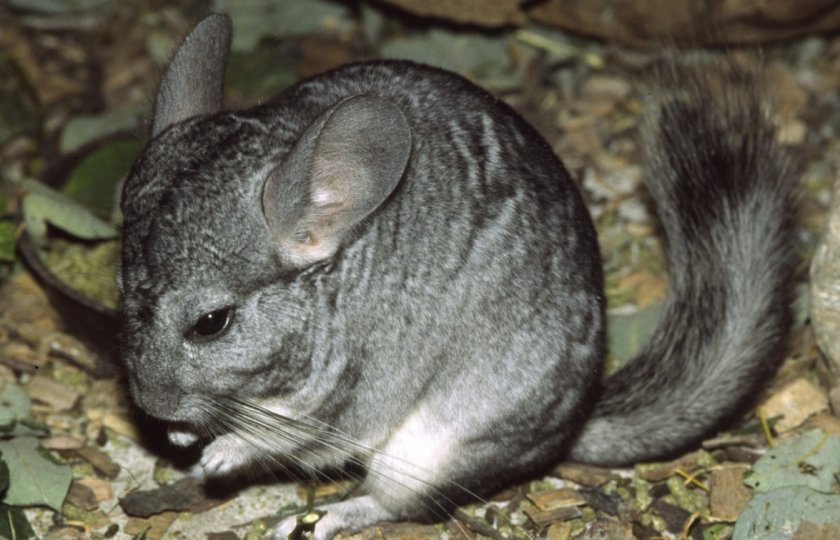 Малая длиннохвостая или береговая шиншилла