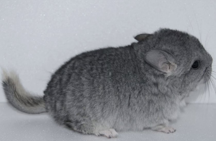 Короткохвостая или большая шиншилла