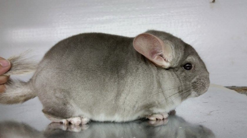 Бежевый гетерозиготный окрас шиншиллы