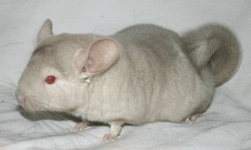 Бежевый гомозиготный окрас