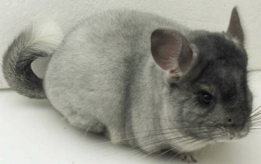 Окрас шиншиллы серебристая мозаика