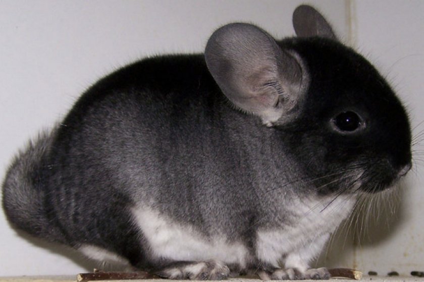 Окрас чёрный бархат