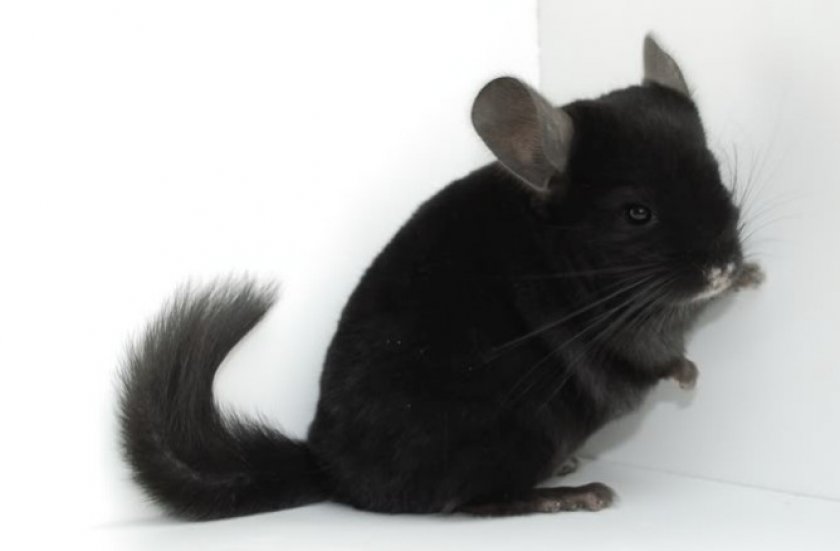 Окрас гомоэбони