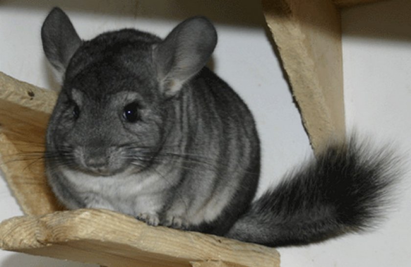 Окрас гетероэбони