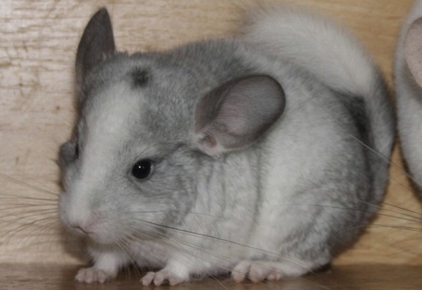 Окрас белый эбони