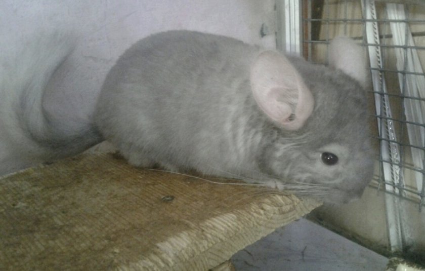 Шиншилла пастельного окраса