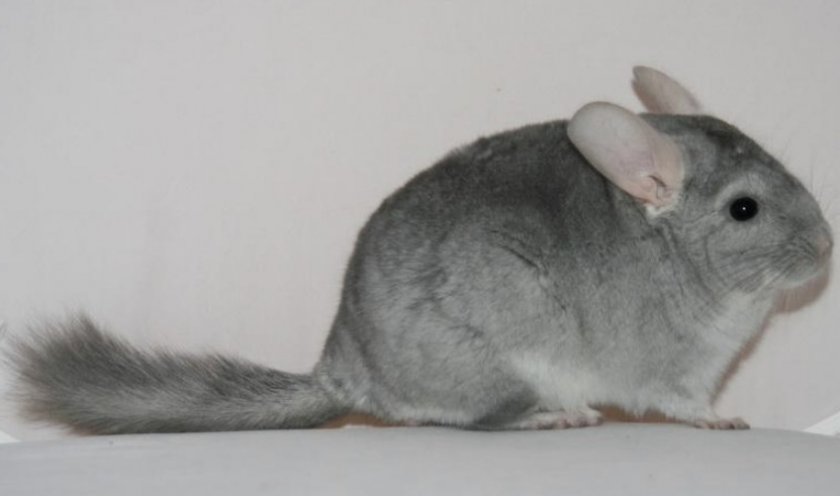 Шиншилла сапфирового окраса