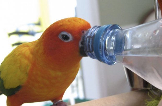 Попугай пьет воду
