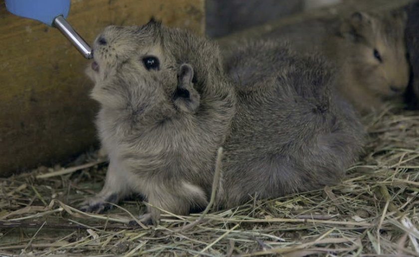 Морская свинка пьет из поилки
