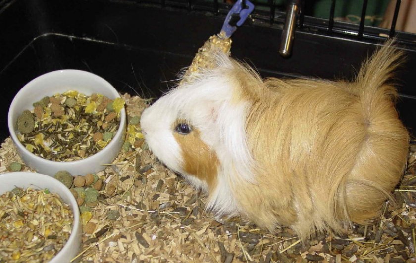 Питание морской свинки