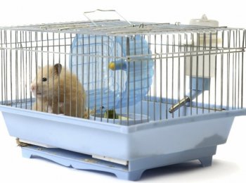 Какая клетка нужна для сирийского хомяка