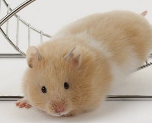 Сирийский хомяк