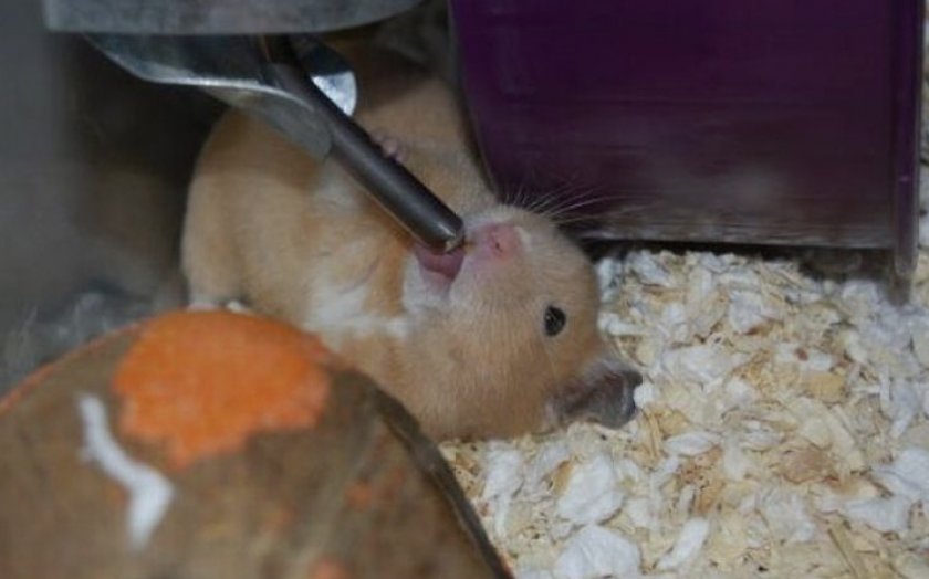 Ниппельная поилка для хомяка Ниппельная поилка для хомяка