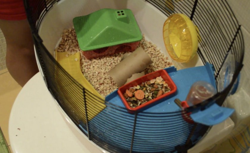 Чистка клетки