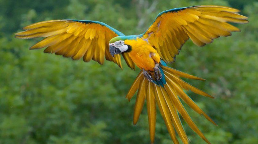 Ара жёлто-зелёный